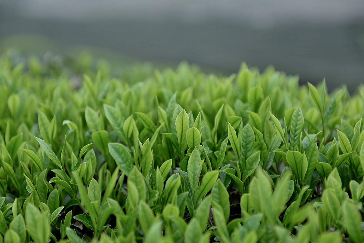 深圳品牌設計  深圳品牌策劃  茶查理茶業品牌形象設計  場景拍攝